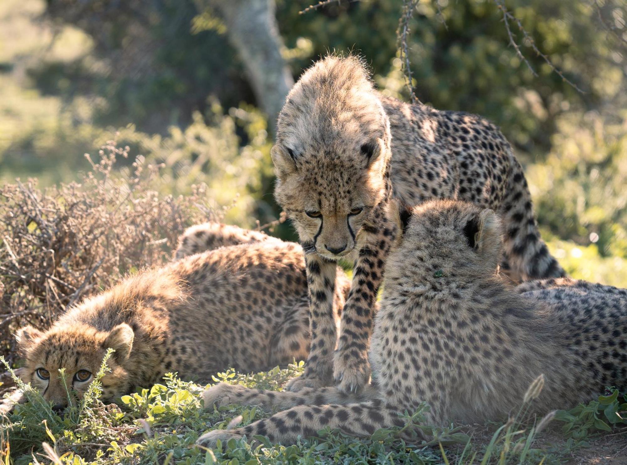 Kuzuko Lodge Addo Exterior foto